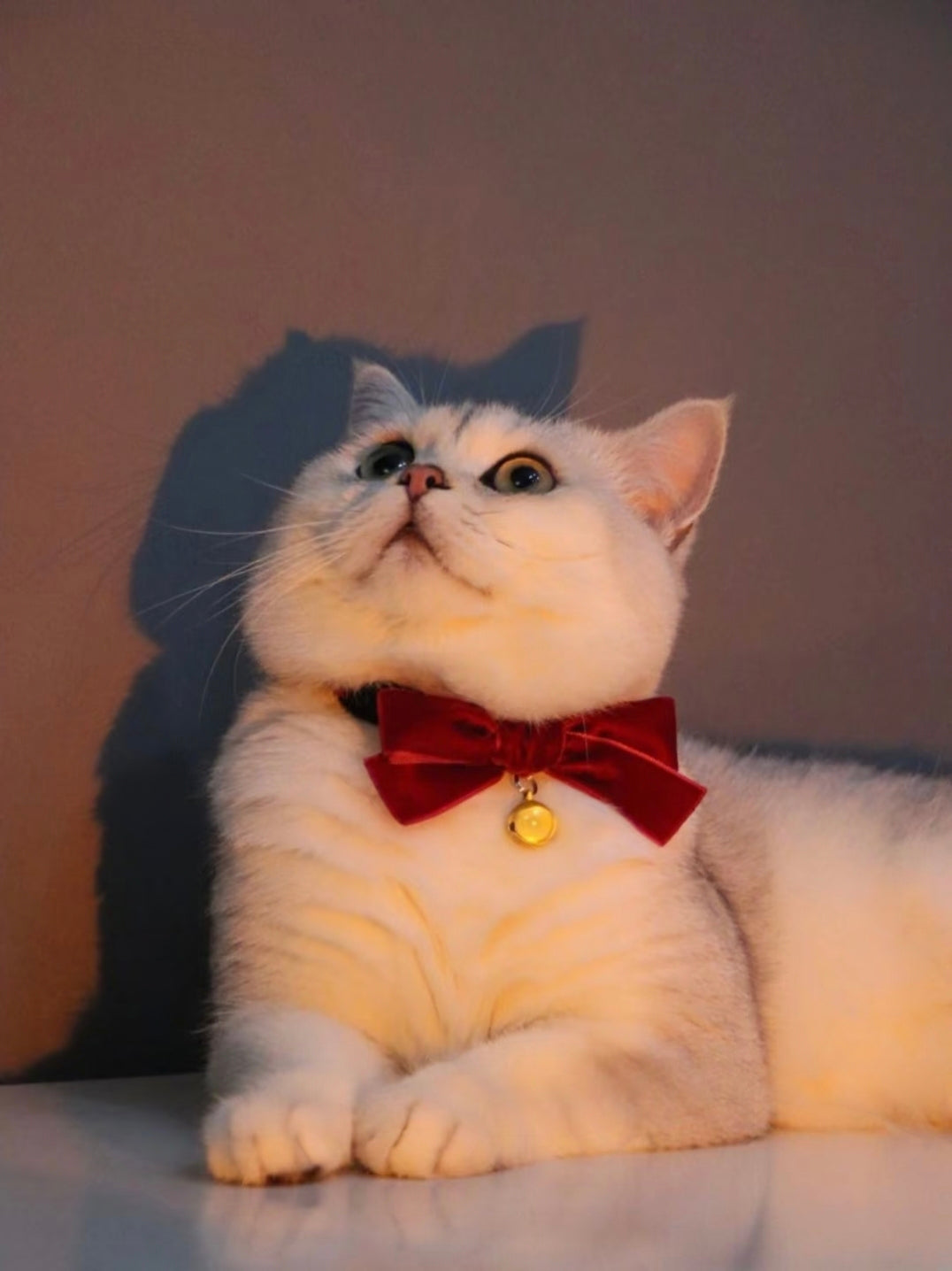 Customize your pet's portrait 2